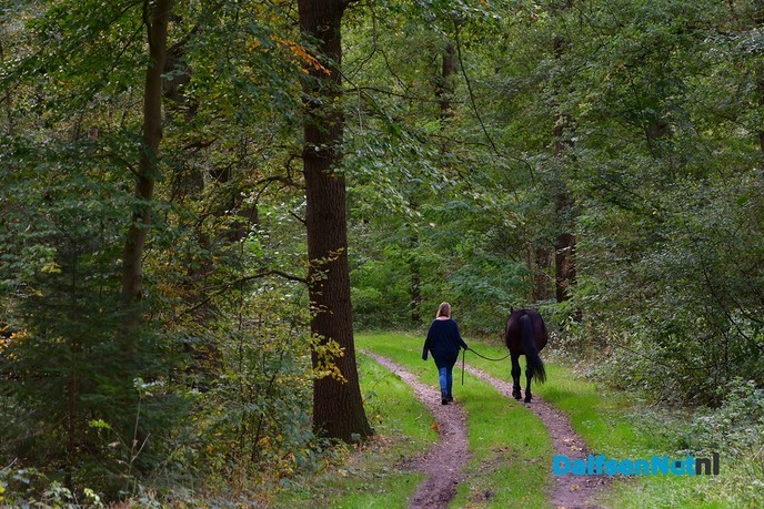 Herfst het kleurrijkste seizoen van het jaar - Foto: Johan Bokma