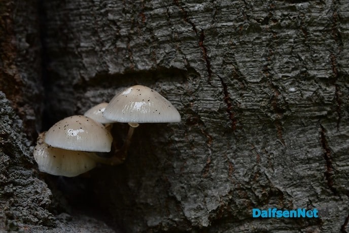Herfst het kleurrijkste seizoen van het jaar - Foto: Johan Bokma
