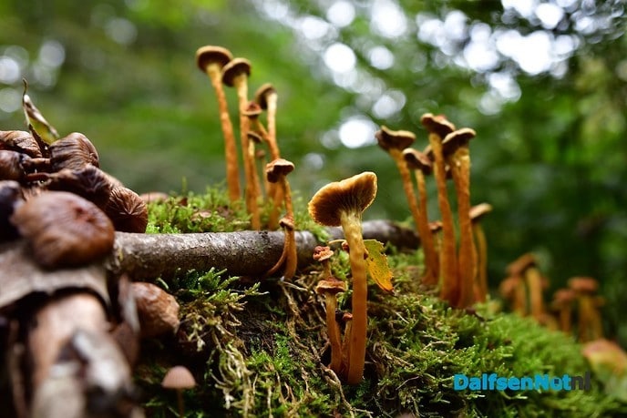 Herfst het kleurrijkste seizoen van het jaar - Foto: Johan Bokma