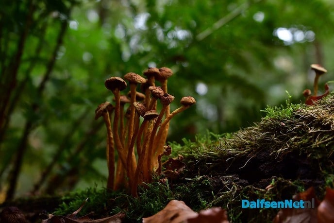 Herfst het kleurrijkste seizoen van het jaar - Foto: Johan Bokma