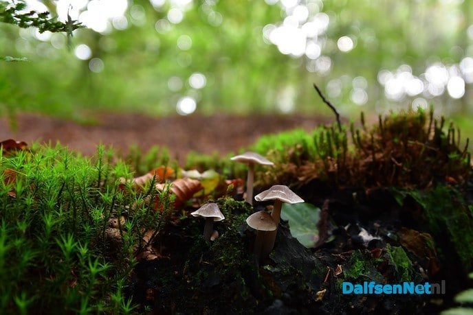 Herfst het kleurrijkste seizoen van het jaar - Foto: Johan Bokma