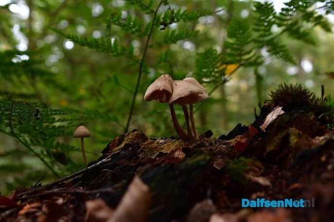 Herfst het kleurrijkste seizoen van het jaar - Foto: Johan Bokma
