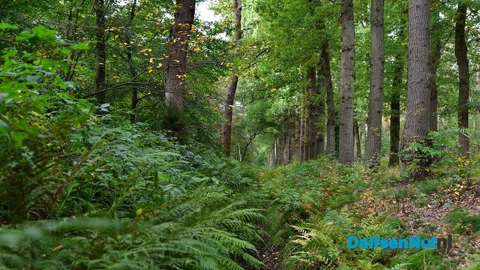Herfst het kleurrijkste seizoen van het jaar - Foto: Johan Bokma