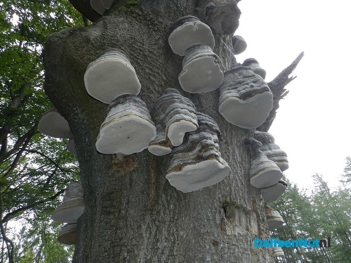 De natuur maakt mooie dingen - Foto: Ingezonden foto