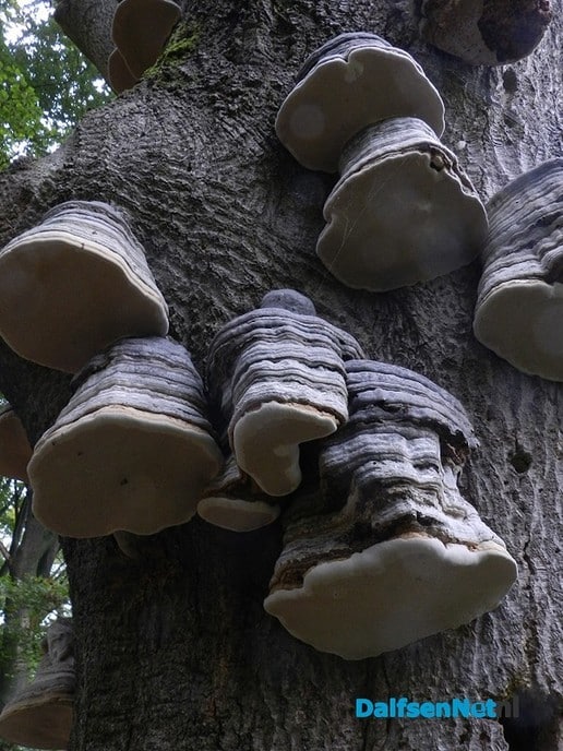 De natuur maakt mooie dingen - Foto: Ingezonden foto