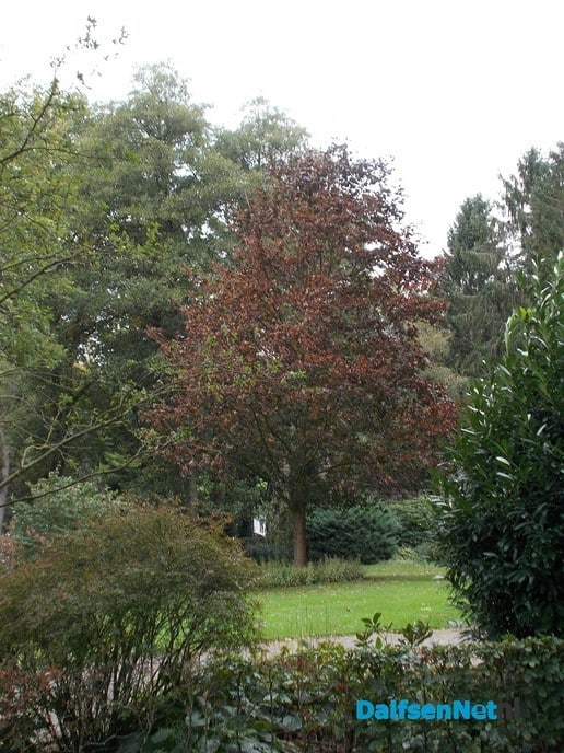 De herfstkleuren dit jaar iets later