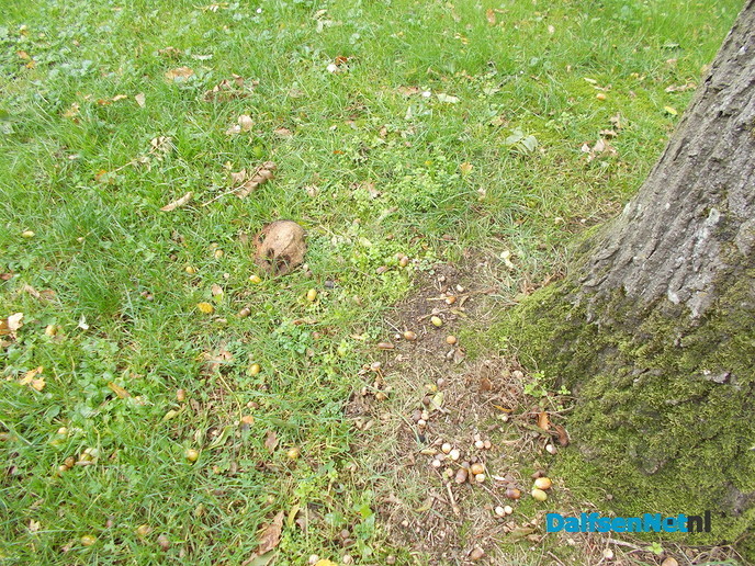 Nest eiken processie rups
