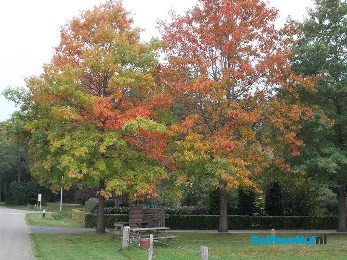 De herfstkleuren dit jaar iets later
