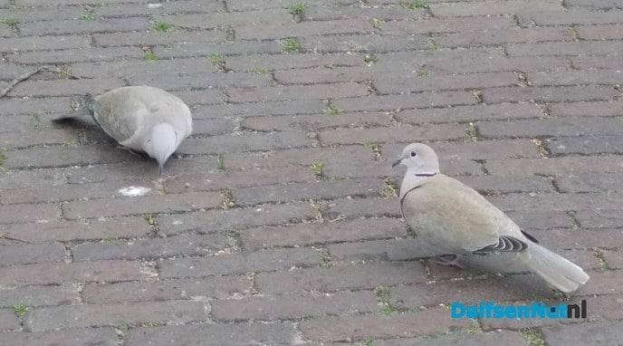 Duiven op de Dam