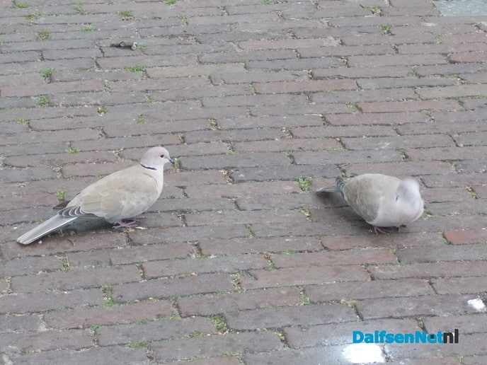 Duiven op de Dam