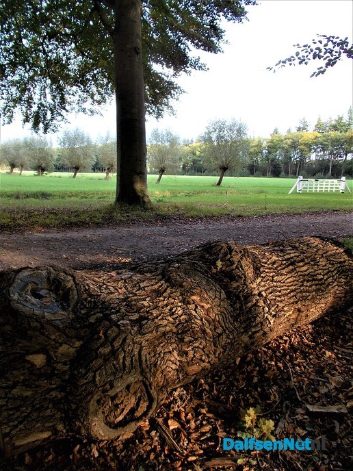 Zo maar een paar kiekjes - Foto: Eigen geleverde foto