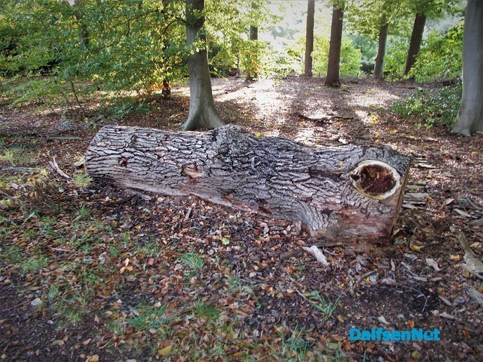 Zo maar een paar kiekjes - Foto: Eigen geleverde foto