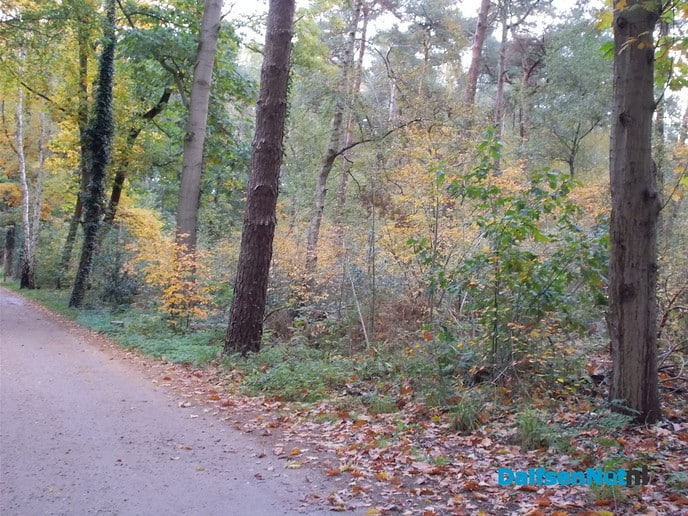 In deze Diezerstraat geen winkels, maar wel de mooiste etalage