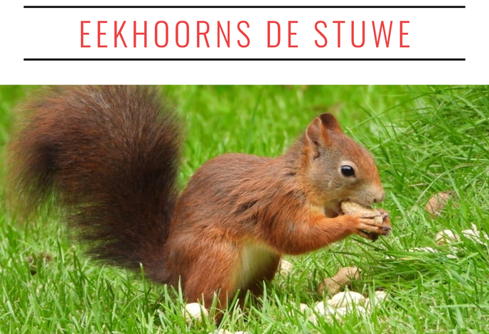 Hier weer wat eekhoornfoto`s