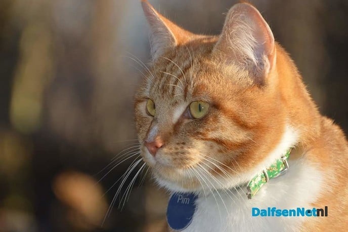 Kater Pim vermist - Foto: Ingezonden foto