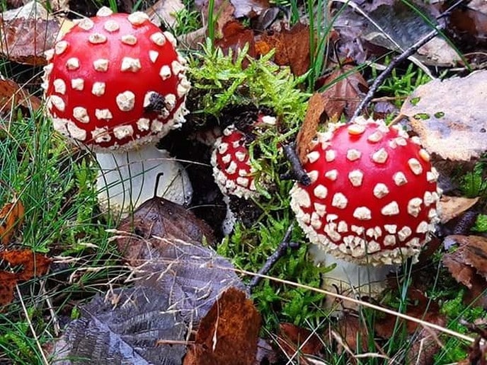 De natuur geeft nu prachtige paddenstoelen. - Foto: Ingezonden foto