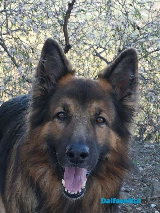 Herders hond vermist en weer thuis - Foto: Ingezonden foto