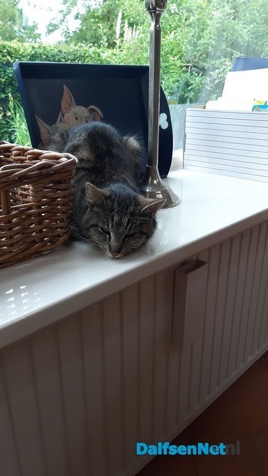 Zoë, waar zit je?? - Foto: Ingezonden foto