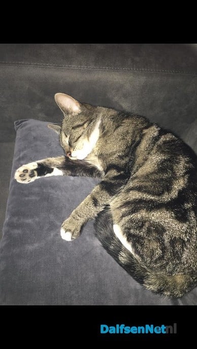 Vermist poes - Foto: Ingezonden foto