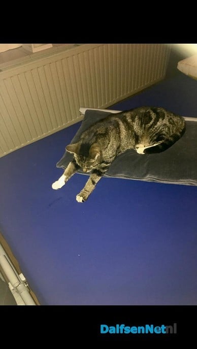 Vermist poes - Foto: Ingezonden foto
