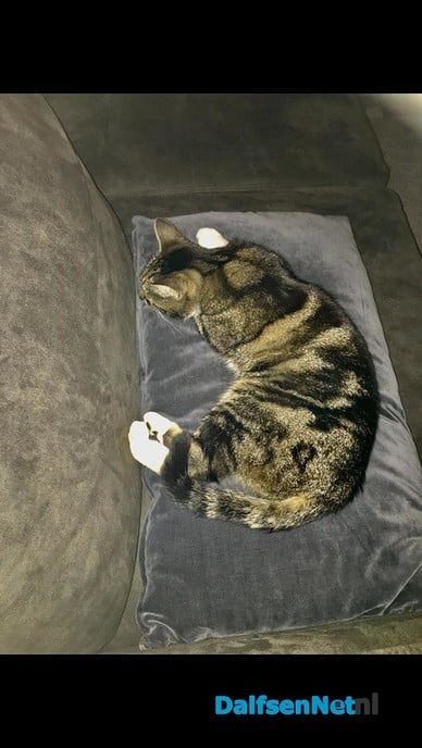 Vermist poes - Foto: Ingezonden foto