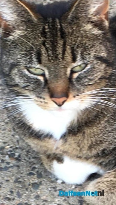 Vermist poes - Foto: Ingezonden foto