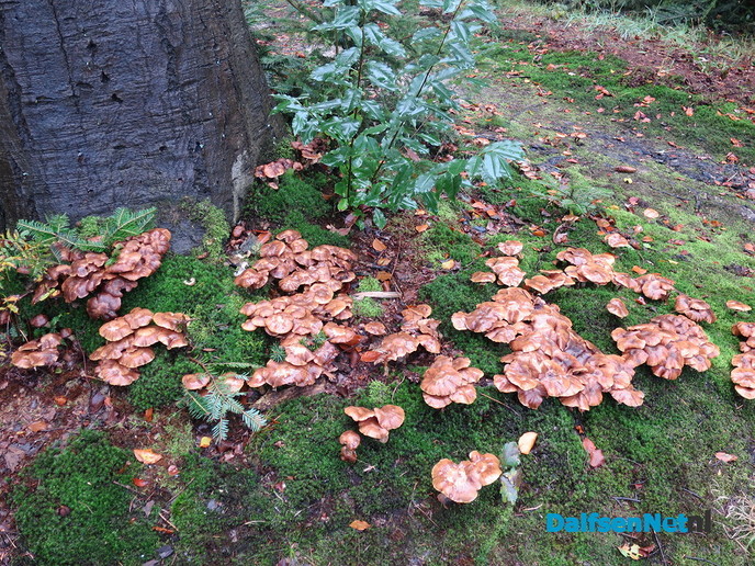 De natuur geeft nu prachtige paddenstoelen. - Foto: Wim