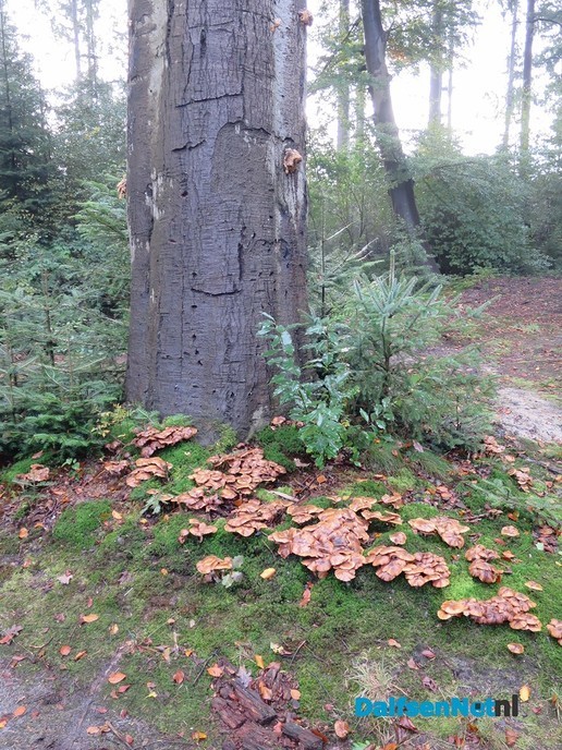 De natuur geeft nu prachtige paddenstoelen. - Foto: Wim