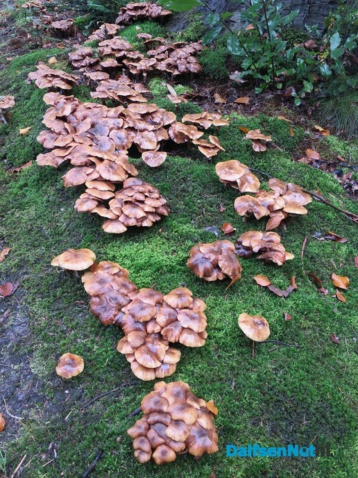 De natuur geeft nu prachtige paddenstoelen. - Foto: Wim