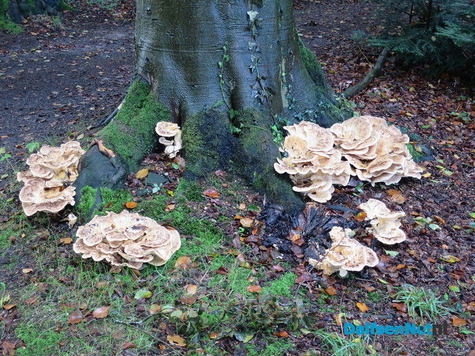 De natuur geeft nu prachtige paddenstoelen. - Foto: Wim