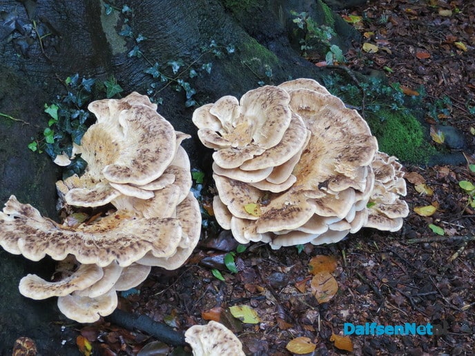 De natuur geeft nu prachtige paddenstoelen. - Foto: Wim