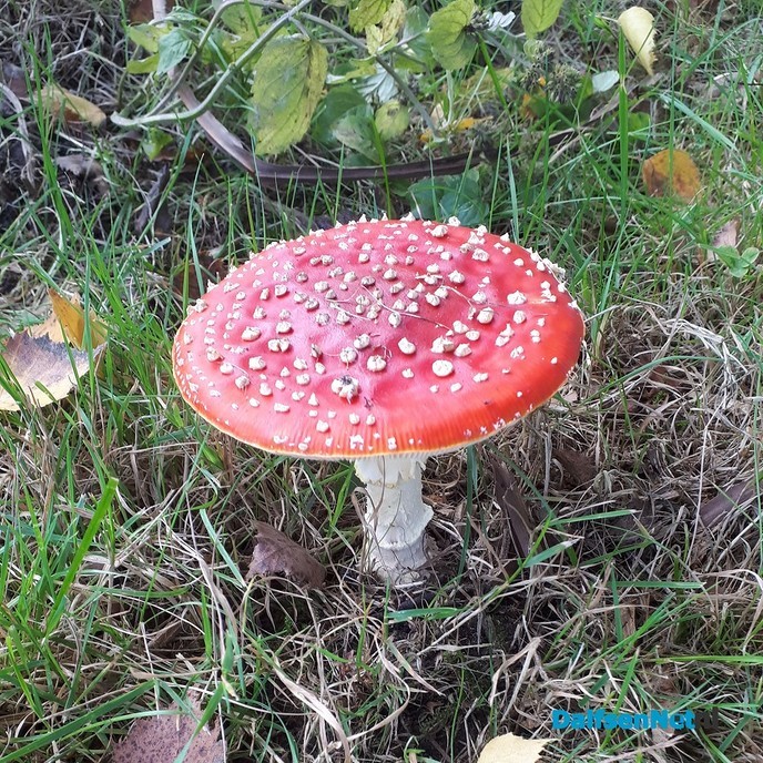 Op een grote paddestoel - Foto: Ingezonden foto