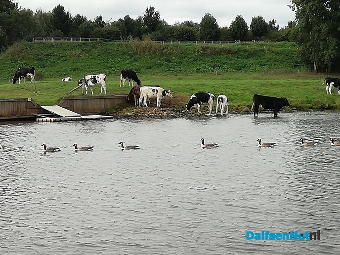 Drukte in de Vecht - Foto: Ingezonden foto