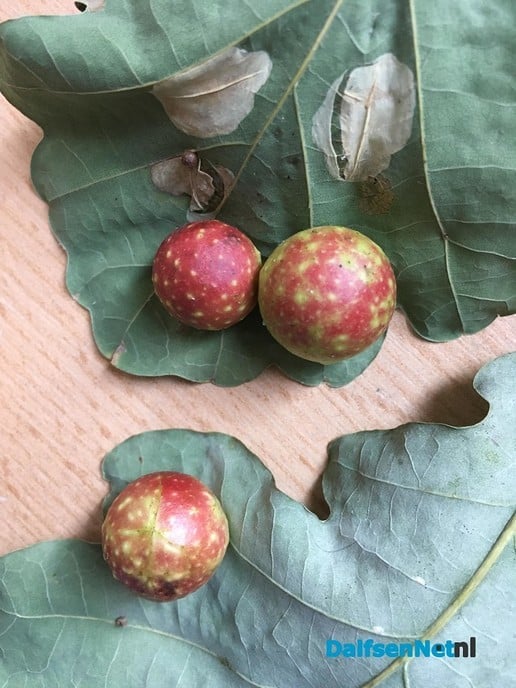 Workshop ‘De geheime tuin’ - Foto: Ingezonden foto