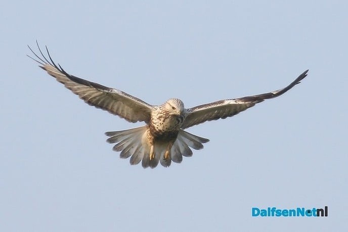 Duizenden buizerds overspoelen ons land - Foto: Ingezonden foto