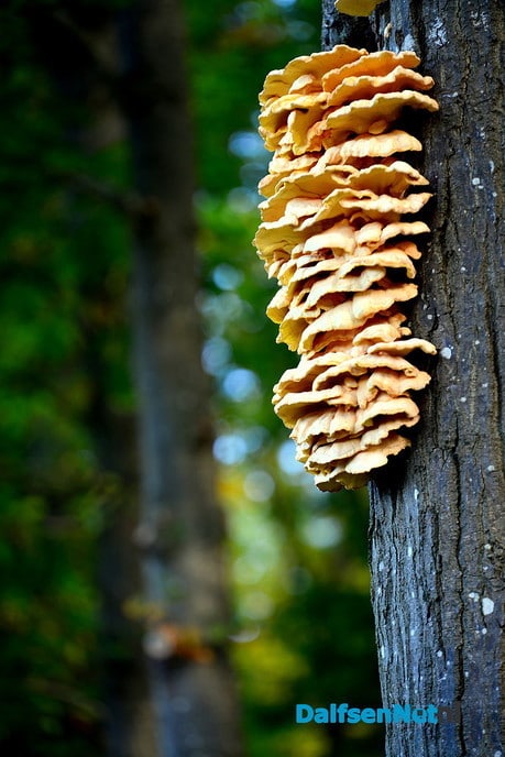 Nog meer paddenstoelen - Foto: Ben Jonkman
