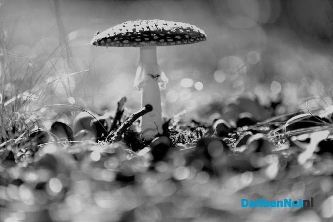 Nog meer paddenstoelen - Foto: Ben Jonkman