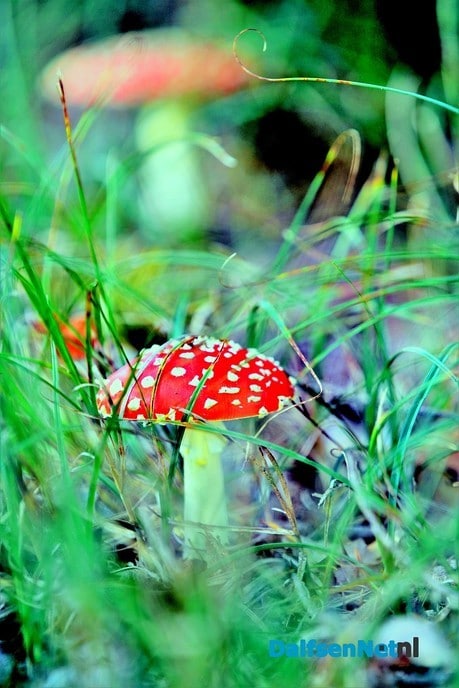 Nog meer paddenstoelen - Foto: Ben Jonkman