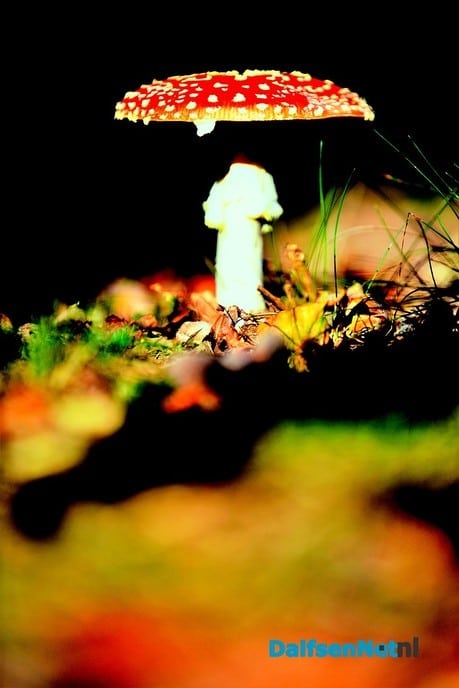 Nog meer paddenstoelen - Foto: Ben Jonkman
