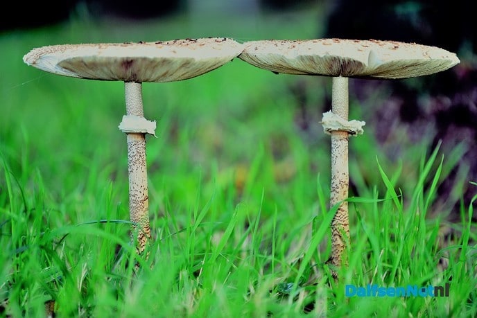 Nog meer paddenstoelen - Foto: Ben Jonkman