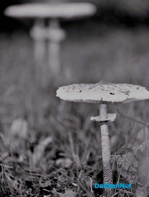 Nog meer paddenstoelen - Foto: Ben Jonkman