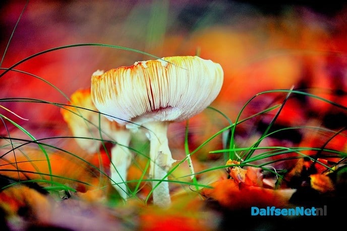 Paddenstoelen en meer - Foto: Ben Jonkman