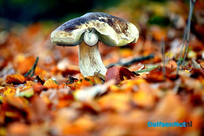 Paddenstoelen en meer - Foto: Ben Jonkman