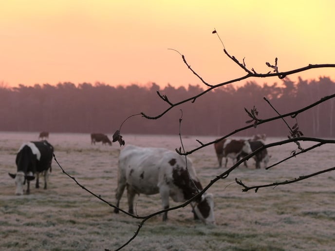 Een mooie ochtend - Foto: Ingezonden foto