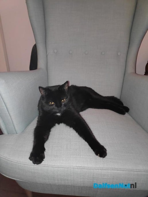 Kat Melchior vermist - Foto: Ingezonden foto