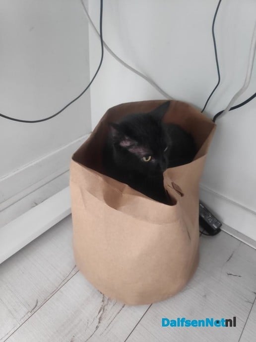 Kat Melchior vermist - Foto: Ingezonden foto
