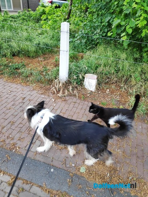 Kat Melchior vermist - Foto: Ingezonden foto