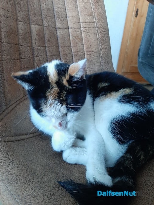 Katten vermist en gewond rondom Vossersteeg - Foto: Ingezonden foto