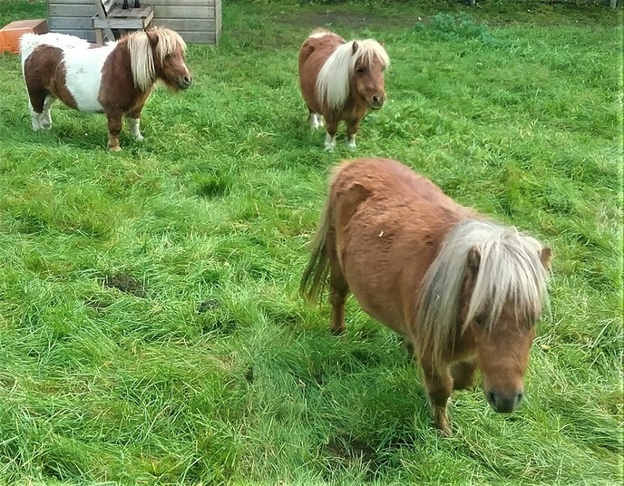 Pony’s los, net niet op de Hessenweg - Foto: Ingezonden foto