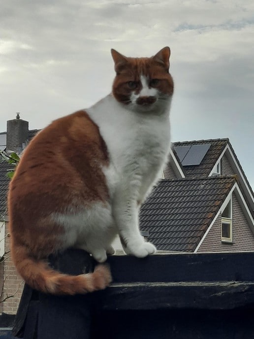 Kat kwijt - Foto: Ingezonden foto